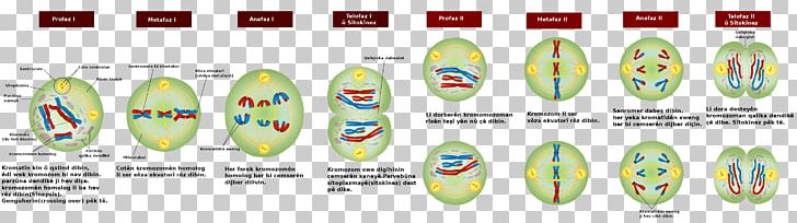 Meiosis Mitosis Cell Division Prophase Bivalent PNG, Clipart, Anaphase, Brand, Cell, Cell Cycle, Cell Division Free PNG Download