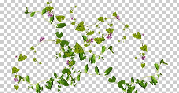 Vine Plant PNG, Clipart, Boston Ivy, Branch, Desktop Wallpaper, Flora, Floral Design Free PNG Download