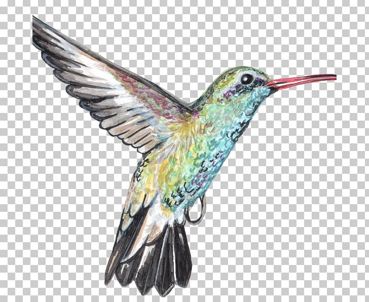 Hummingbird M Canvas Artist Beak PNG, Clipart, Artist, Beak, Bird, Canvas, Colibri Free PNG Download