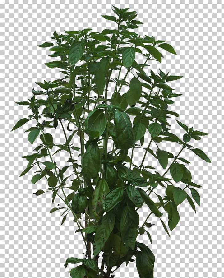 Plant Stem Shrub PNG, Clipart, Branch, Bush, Cactaceae, Color, Download Free PNG Download