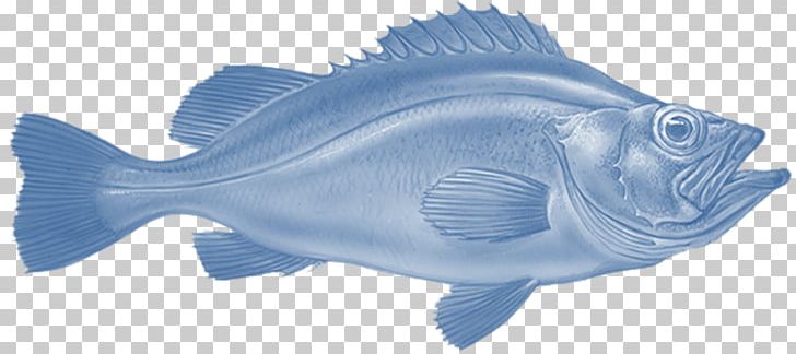 Rose Fish Northern Red Snapper Redfish Fishing PNG, Clipart, Animal Figure, Atlantic Cod, Fin, Fish, Fishery Free PNG Download