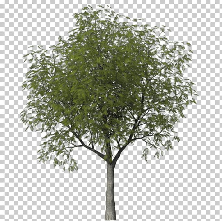 Tree Woody Plant Shrub Askur PNG, Clipart, Anna, Ash, Askur, Birch, Branch Free PNG Download
