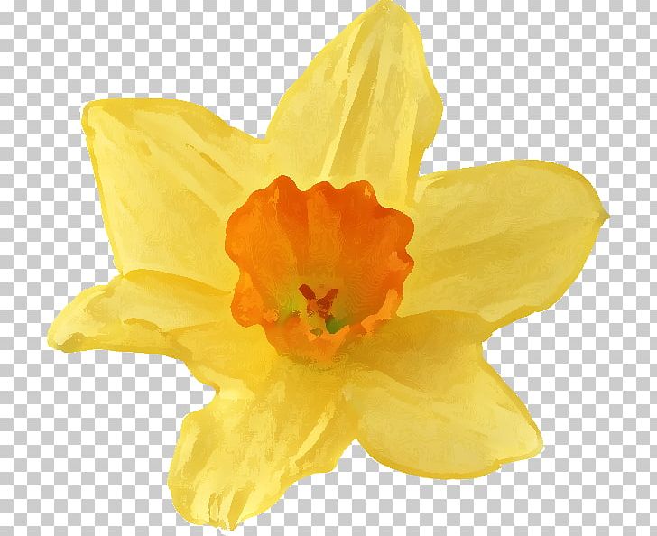 Flower Narcissus Jonquilla Narcissus Pseudonarcissus PNG, Clipart, Amaryllis Family, Black And White, Daffodil, Flower, Flowering Plant Free PNG Download