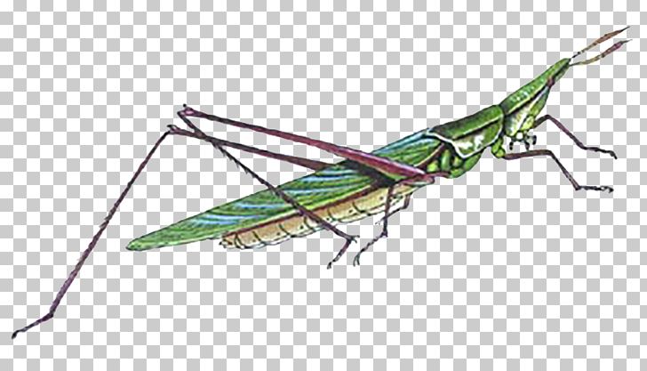 Locust Grasshopper Bush Crickets Caelifera Insect PNG, Clipart, Animal, Arthropod, Caelifera, Cricket, Cricket Like Insect Free PNG Download