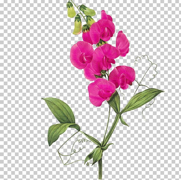 Sweet Pea Flower Vine PNG, Clipart, Art, Botanical Illustration, Branch, Clip Art, Cut Flowers Free PNG Download