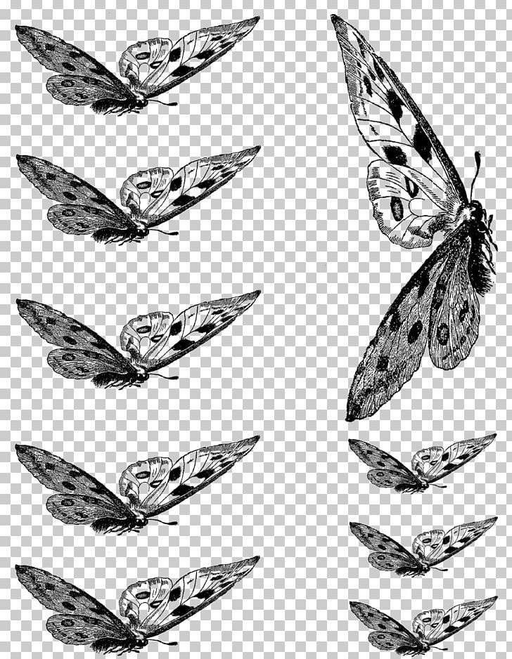 Butterfly Insect Collage PNG, Clipart, Black, Black And White, Butterflies And Moths, Butterfly, Butterfly Illustration Free PNG Download
