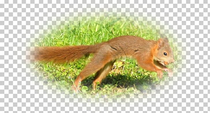 Fox Squirrel Chipmunk Terrestrial Animal Wildlife PNG, Clipart, Animal, Chipmunk, Fauna, Fox Squirrel, Grass Free PNG Download