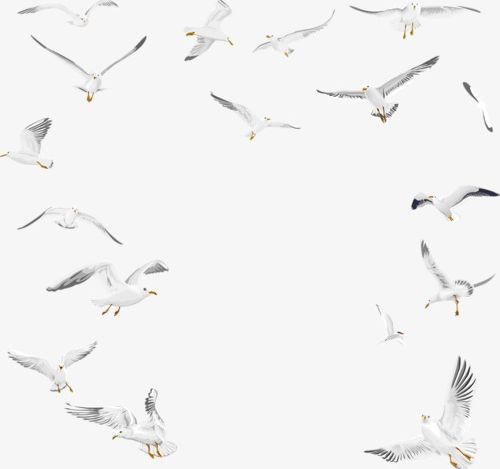 Seagull PNG, Clipart, Animal, Animals, Animals Birds, Animal Wing, Asuka Free PNG Download
