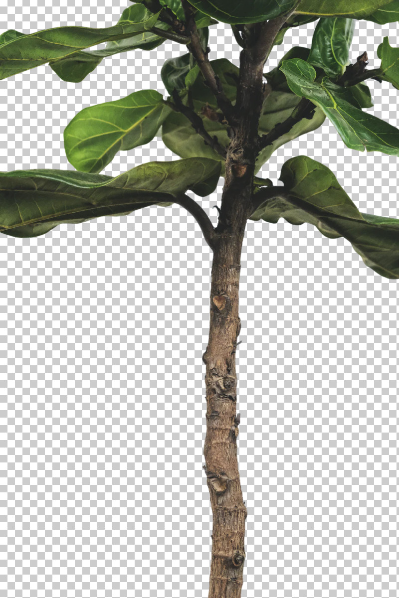 Leaf Plant Stem Twig M-tree Tree PNG, Clipart, Biology, Leaf, Mtree, Plants, Plant Stem Free PNG Download