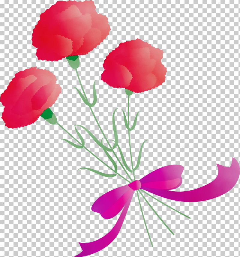 Pink Flower Petal Plant Cut Flowers PNG, Clipart, Cut Flowers, Dianthus, Flower, Magenta, Mothers Day Carnation Free PNG Download