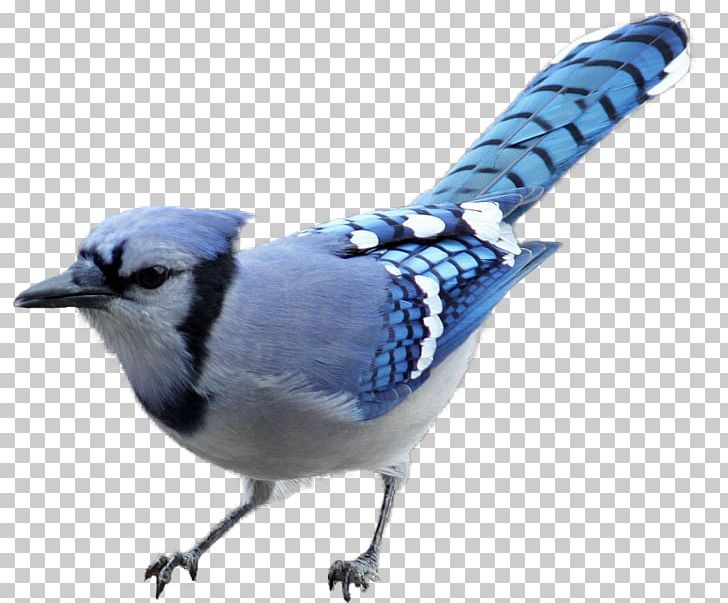 Brown-headed Cowbird Blue Jay Woodpecker PNG, Clipart, American Goldfinch, Animals, Beak, Bird, Bird Food Free PNG Download
