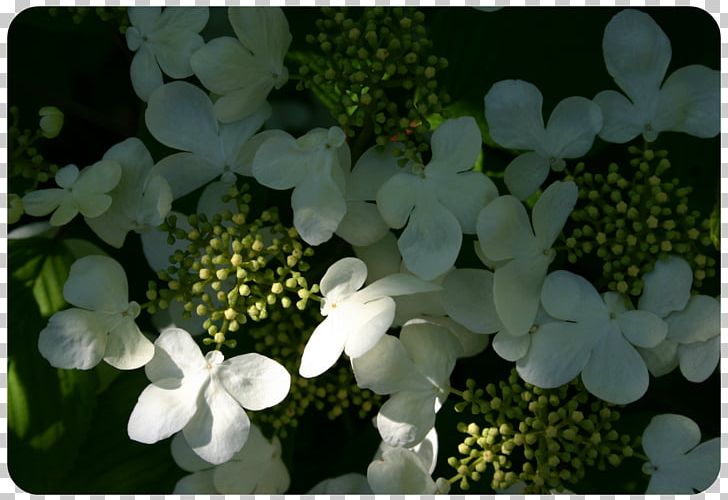Hydrangea Viburnum Petal PNG, Clipart, Cornales, Flower, Flowering Plant, Hydrangea, Hydrangeaceae Free PNG Download