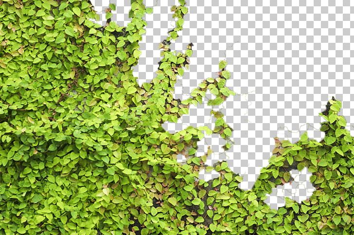 Parthenocissus Tricuspidata Tiger Euclidean PNG, Clipart, Animals, Background Green, Biome, Decoration, Environmental Free PNG Download