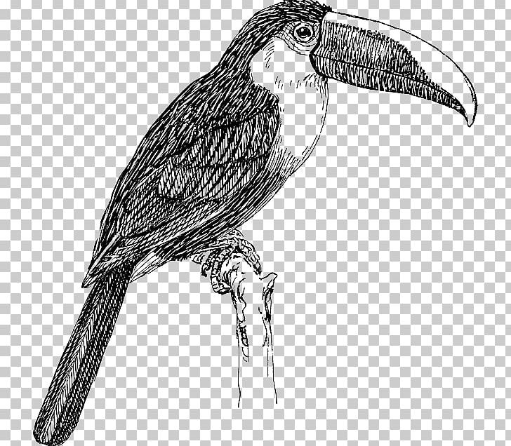 Bird White-throated Toucan Keel-billed Toucan PNG, Clipart, Animals, Artwork, Beak, Bird, Bird Of Prey Free PNG Download