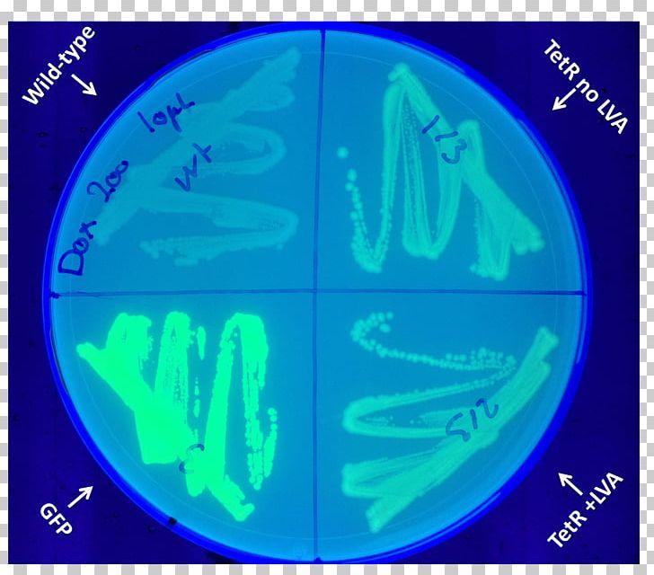 Green Fluorescent Protein Doxycycline Biology Organism International Genetically Engineered Machine PNG, Clipart, Aqua, Biology, Blue, Denmark, Doxycycline Free PNG Download