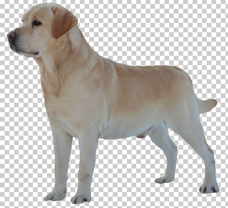 Labrador Retriever English Mastiff Dog Breed Shar Pei Pug PNG, Clipart, Ancient Dog Breeds, Animal, Animals, Breed, Bullmastiff Free PNG Download