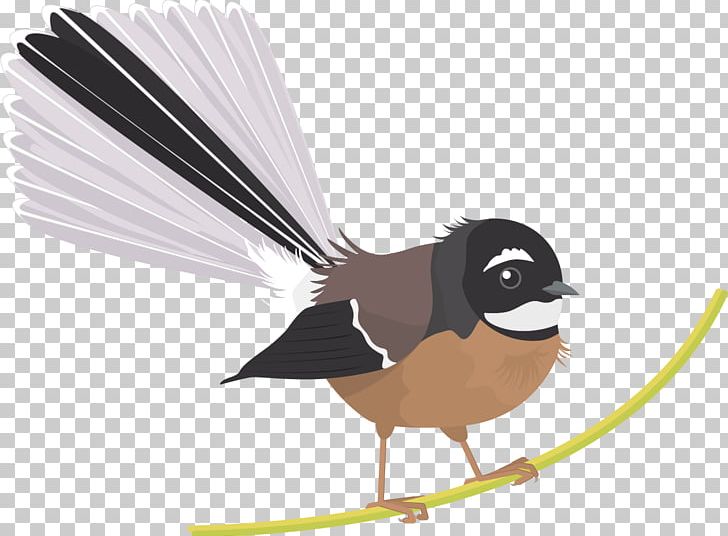 New Zealand Fantail Bird Grey Fantail Black Fantail Philippine Pied Fantail PNG, Clipart, Animal, Animals, Beak, Bird, Cartoon Free PNG Download