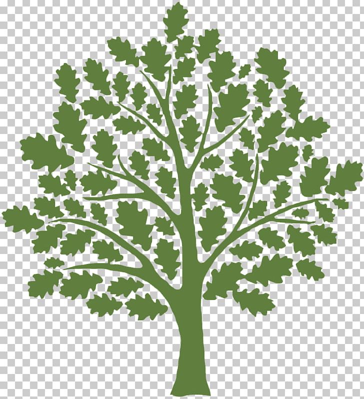 Tree Oak Graphics Shutterstock PNG, Clipart, Branch, Depositphotos, Forest, Grass, Leaf Free PNG Download