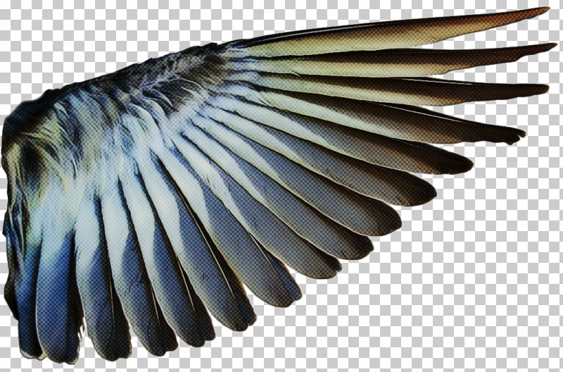 Feather PNG, Clipart, Bird, Feather, Safety Glove, Tail, Wing Free PNG Download