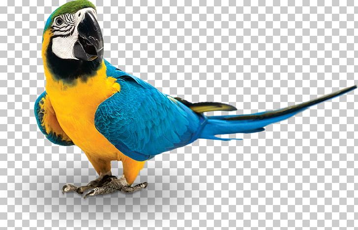 Bird Feeding Parrot Domestic Canary Bird Food PNG, Clipart, Animals, Beak, Bird, Birdcage, Bird Feeders Free PNG Download