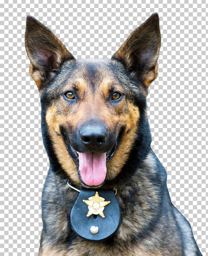 German Shepherd Police Dog Police Officer Veterinarian PNG, Clipart, Courage, Dog, Dog Breed, Dog Daycare, Dog Like Mammal Free PNG Download