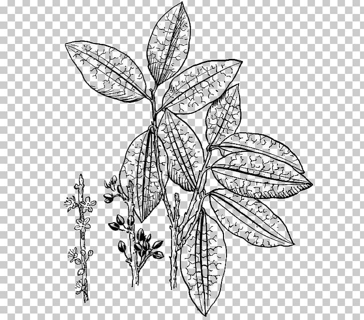 Erythroxylum Coca Drawing PNG, Clipart, Black And White, Botany, Branch, Coca, Cocaine Free PNG Download