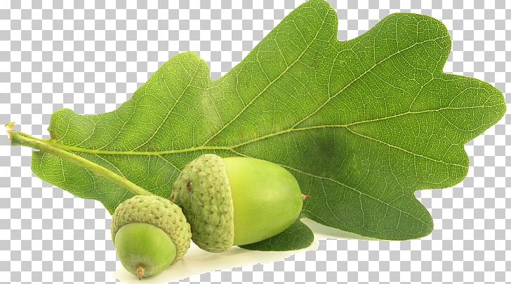 Acorn English Oak Southern Live Oak Nut Quercus Coccinea PNG, Clipart, Acorn, Beech, Branch, Catkin, English Oak Free PNG Download