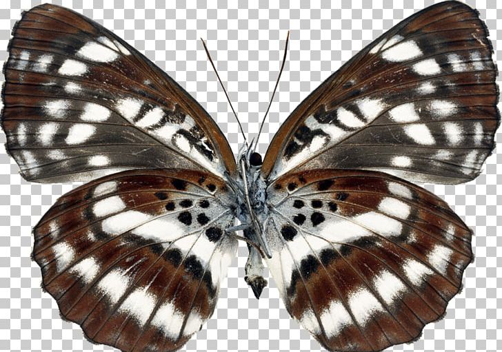 Brush-footed Butterflies Moth Gossamer-winged Butterflies Butterfly Transparency And Translucency PNG, Clipart, Animal, Biology, Brush Footed Butterfly, Collecting, Download Free PNG Download