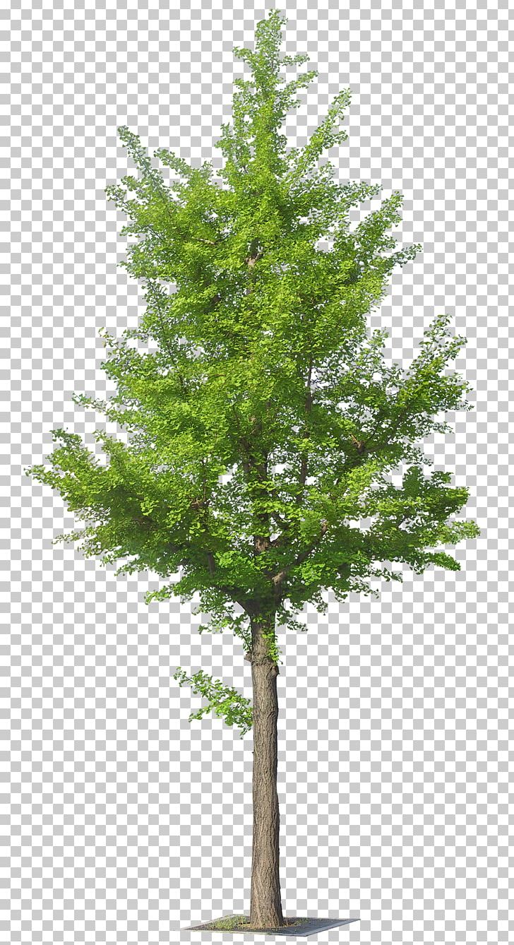 Tree PNG, Clipart, Branch, Conifer, Cottonwood, Decorative Pattern, Decorative Patterns Free PNG Download