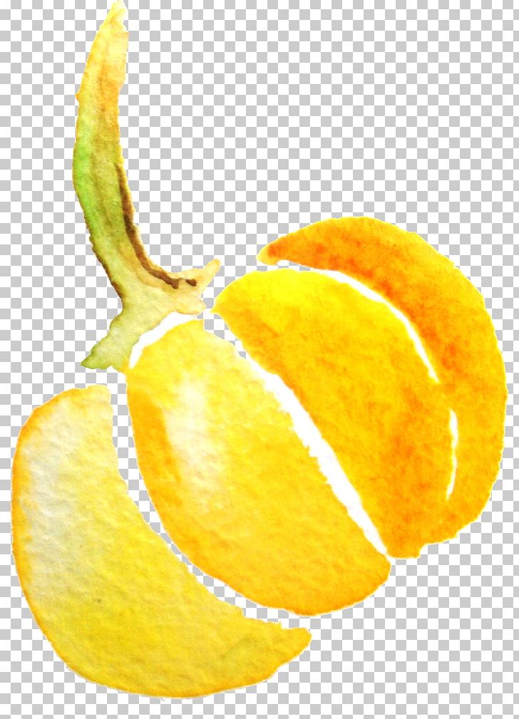 Watercolor Painting Pumpkin PNG, Clipart, Cdr, Citrus, Encapsulated Postscript, Food, Fruit Free PNG Download