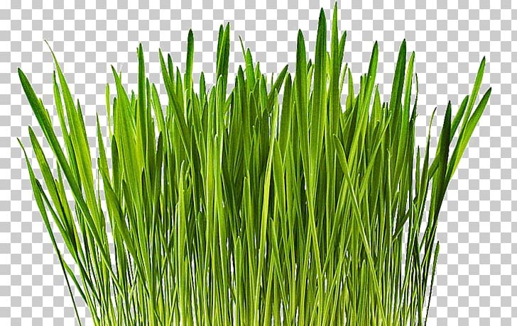 Wheatgrass Barley Cereal Vetiver Common Wheat PNG, Clipart, Barley, Barleys, Bio, Cereal, Chrysopogon Zizanioides Free PNG Download