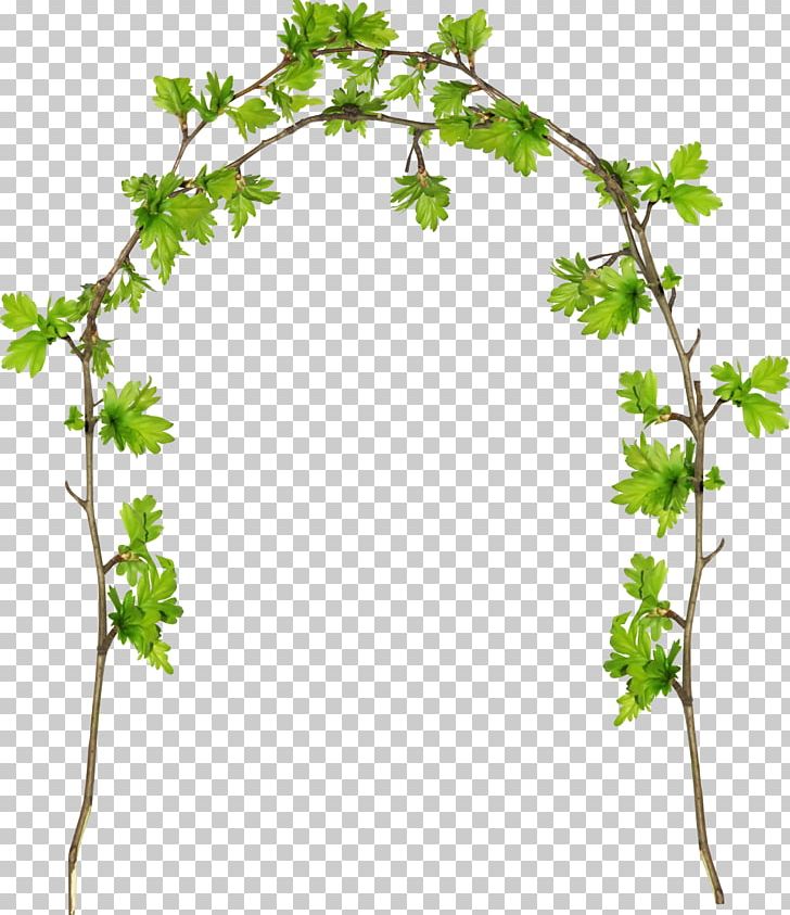 Grape Twig Plant Stem Flowerpot Leaf PNG, Clipart, Bitki, Bitki Resimleri, Blue Flowers, Branch, Flower Free PNG Download