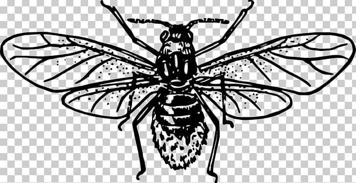 Insect Aphid PNG, Clipart, Animals, Ant, Aphid, Art, Arthropod Free PNG Download