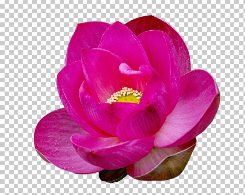Lotus Flower Summer Flower PNG, Clipart, Aquatic Plant, Biology, Herbaceous Plant, Lotus Flower, Peony Free PNG Download
