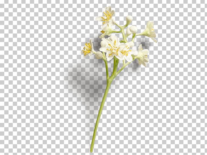 Cinnamomum Verum Cut Flowers Chinese Cinnamon Plant PNG, Clipart, Bark, Blume, Ceylan, Chinese Cinnamon, Cinnamomum Verum Free PNG Download