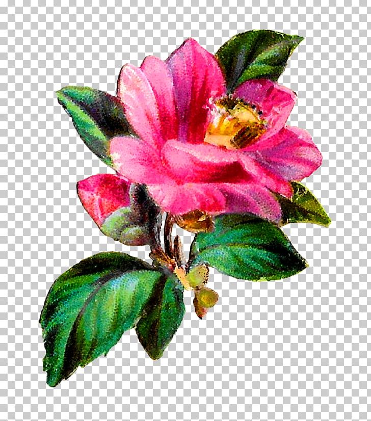 Craft PNG, Clipart, Art, Botanical, Camellia, Craft, Cut Flowers Free PNG Download