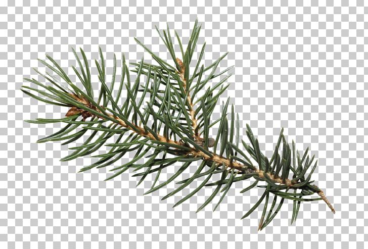 Portable Network Graphics Spruce Digital PNG, Clipart, Branch, Christmas Day, Conifer, Digital Image, Dots Per Inch Free PNG Download