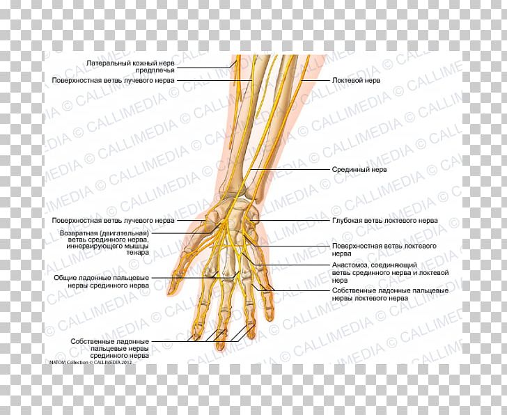 Ulnar Nerve Forearm Human Anatomy Hand PNG, Clipart, Arm, Central Nervous System, Commodity, Coronal Plane, Elbow Free PNG Download