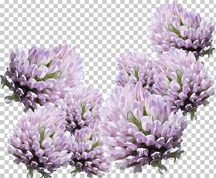 Flower Home Page Email PNG, Clipart, Blog, Blogger, Email, English Lavender, Flower Free PNG Download