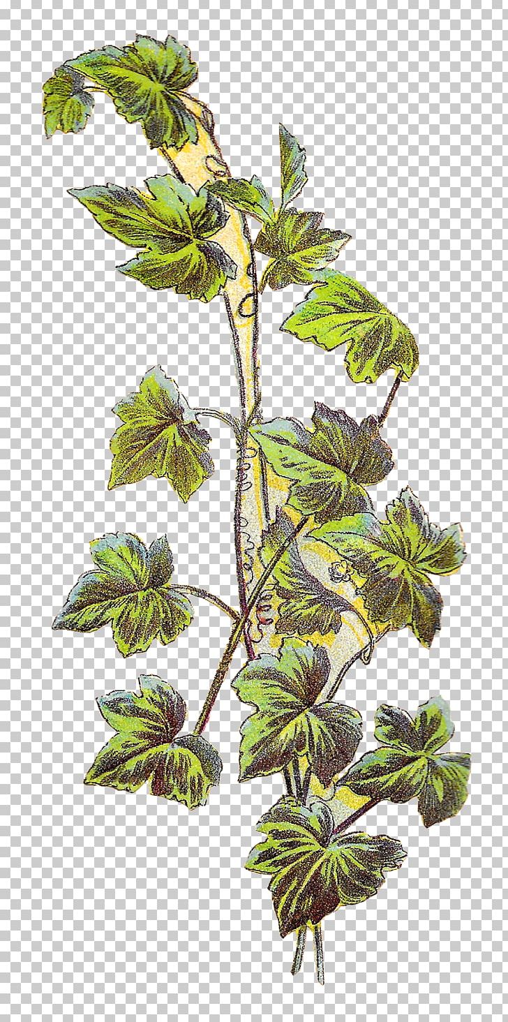 Plant Grapevines PNG, Clipart, Art, Botanical Illustration, Botany, Branch, Food Drinks Free PNG Download