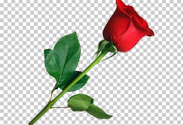 Rose Desktop PNG, Clipart, Backgrounds, Bud, China Rose, Clip Art, Computer Icons Free PNG Download