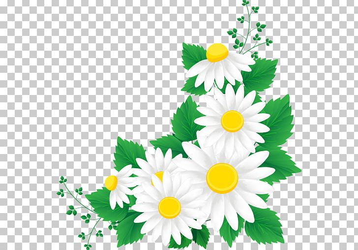 Chrysanthemum PNG, Clipart, Camomile, Chamaemelum Nobile, Chrysanths, Daisy, Daisy Family Free PNG Download