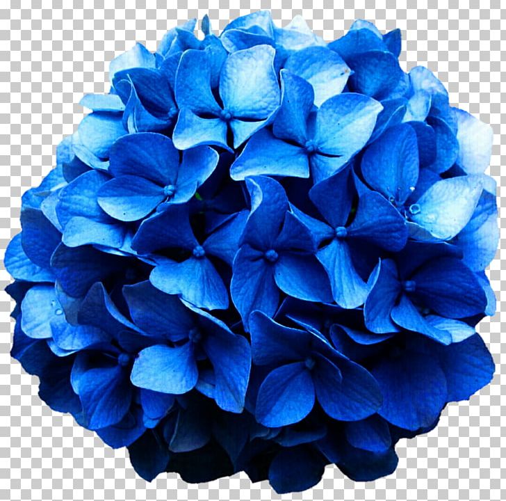 Hydrangea Cobalt Blue Cut Flowers PNG, Clipart, Blue, Cobalt Blue, Cornales, Cut Flowers, Electric Blue Free PNG Download