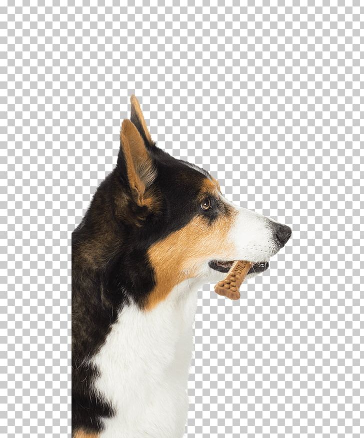 Shetland Sheepdog Rough Collie Dog Breed Old English Sheepdog Milk-Bone PNG, Clipart, Breed, Breed Group Dog, Canine Tooth, Carnivoran, Collie Free PNG Download