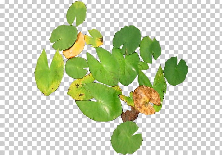 Water Lily Plant Stem PNG, Clipart, Aquatic Plants, Branch, Deviantart, Flower, Food Drinks Free PNG Download