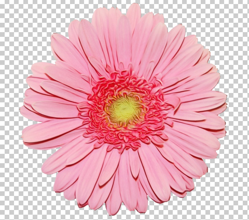 Rose PNG, Clipart, Blue, Color, Common Daisy, Flower, Paint Free PNG Download