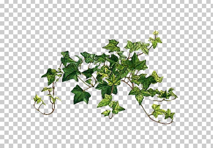 Common Ivy Vine Plants Portable Network Graphics PNG, Clipart, Bit, Branch, Common Ivy, Flower, Flowering Plant Free PNG Download
