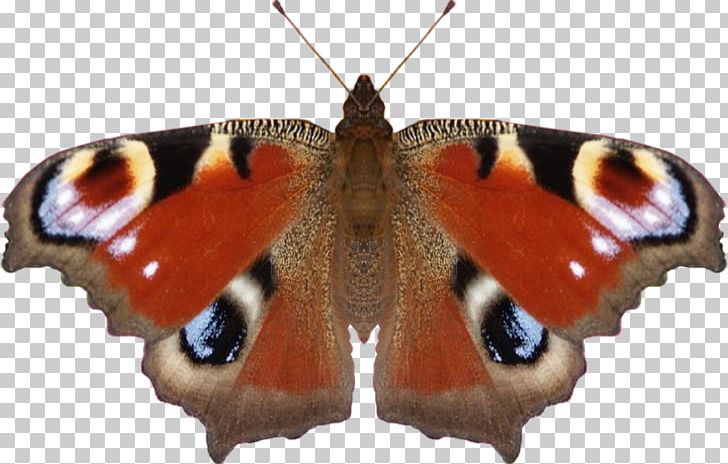 Nymphalidae Butterfly Moth Aglais Io PNG, Clipart, Brush Footed Butterfly, Desktop Wallpaper, Digital Image, Insects, Lycaenid Free PNG Download