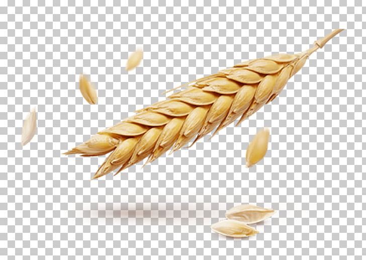 Wheat Portable Network Graphics Ear Grain Information PNG, Clipart, Cereal, Cereal Germ, Commodity, Desktop Wallpaper, Dinkel Wheat Free PNG Download