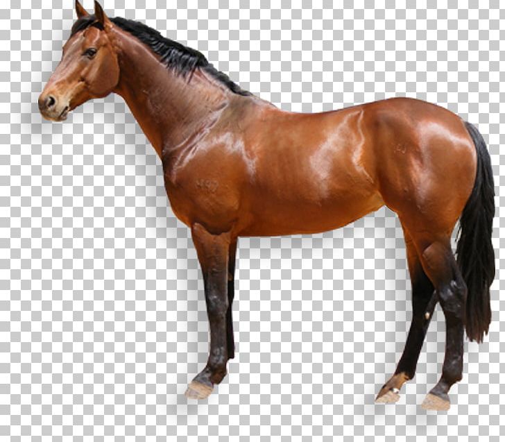 Australian Stock Horse Desktop PNG, Clipart, Animal, Animal Figure, Australian Stock Horse, Computer Icons, Desktop Wallpaper Free PNG Download